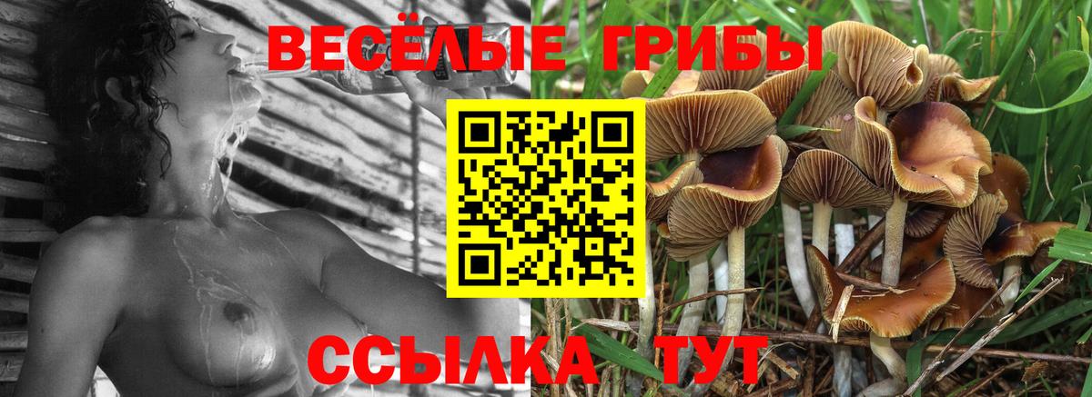 Псилоцибиновые грибы Psilocybe Великий Устюг